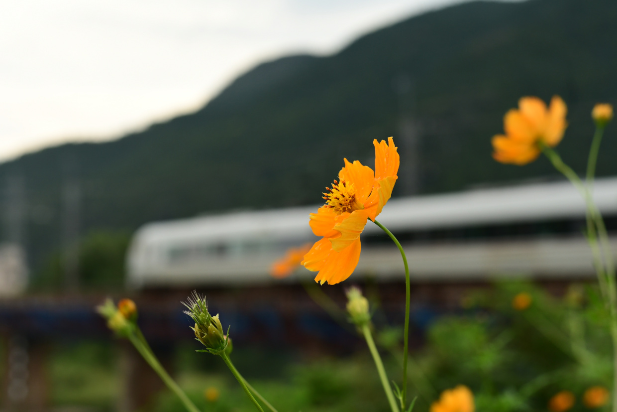 一輪の花とJR