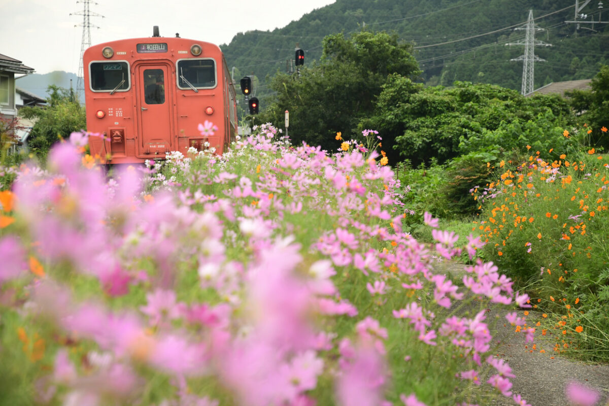 キハとコスモス