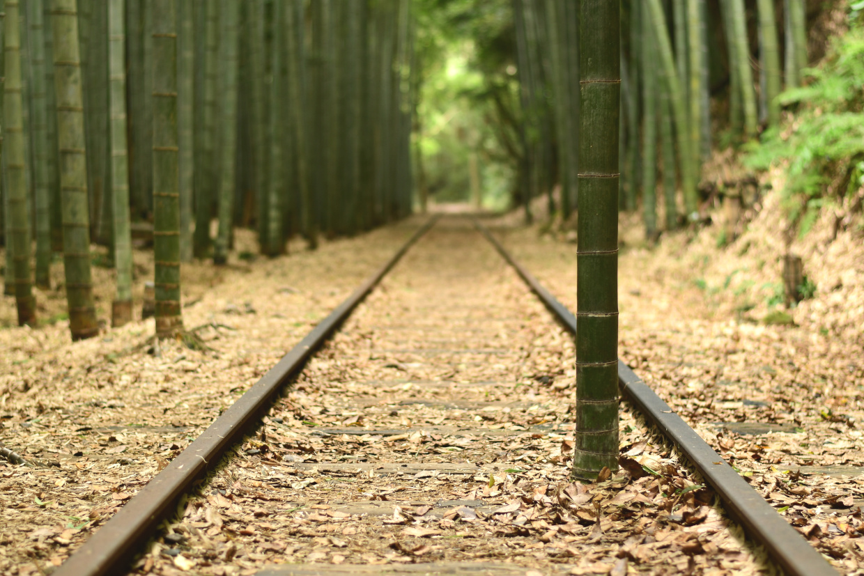 泰久寺駅跡近くの竹林