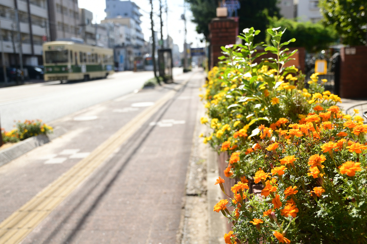 花壇越しのひろでん