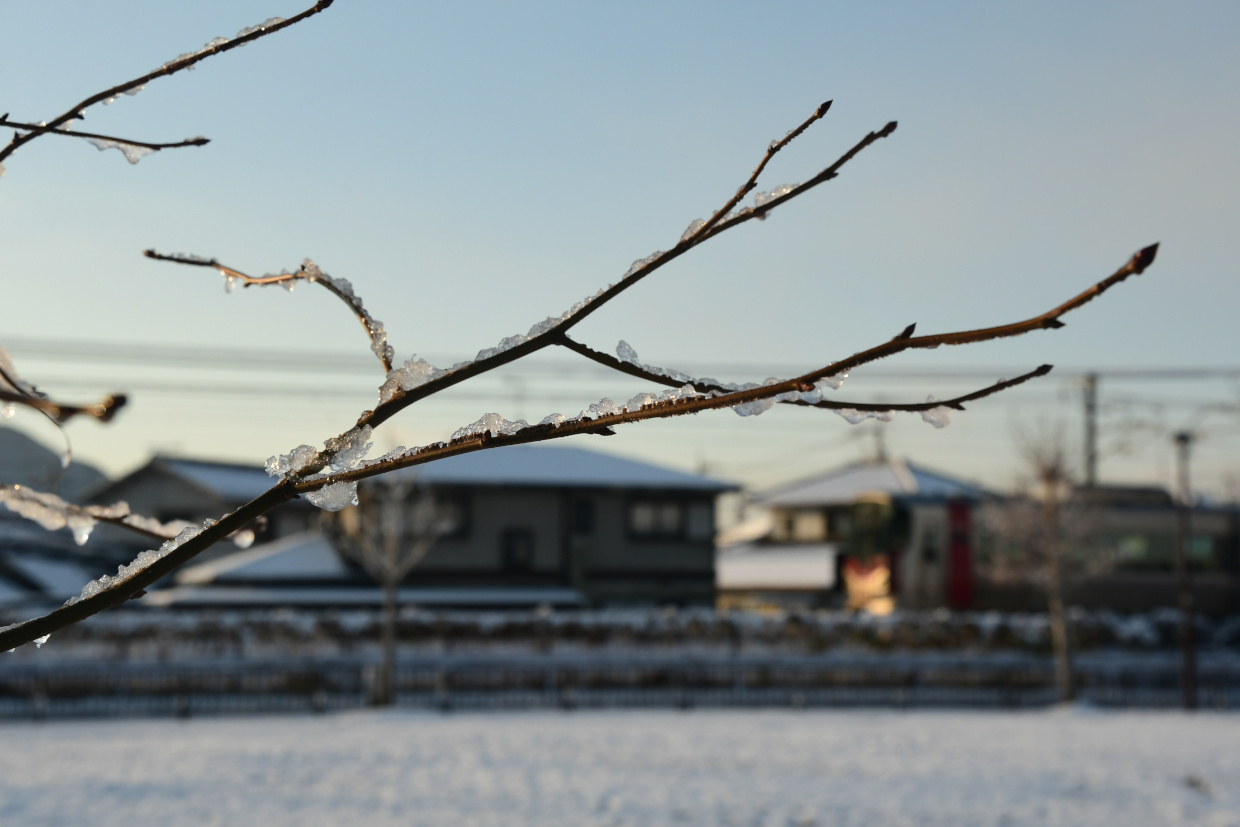 氷の粒がくっついた樹木とRedWing