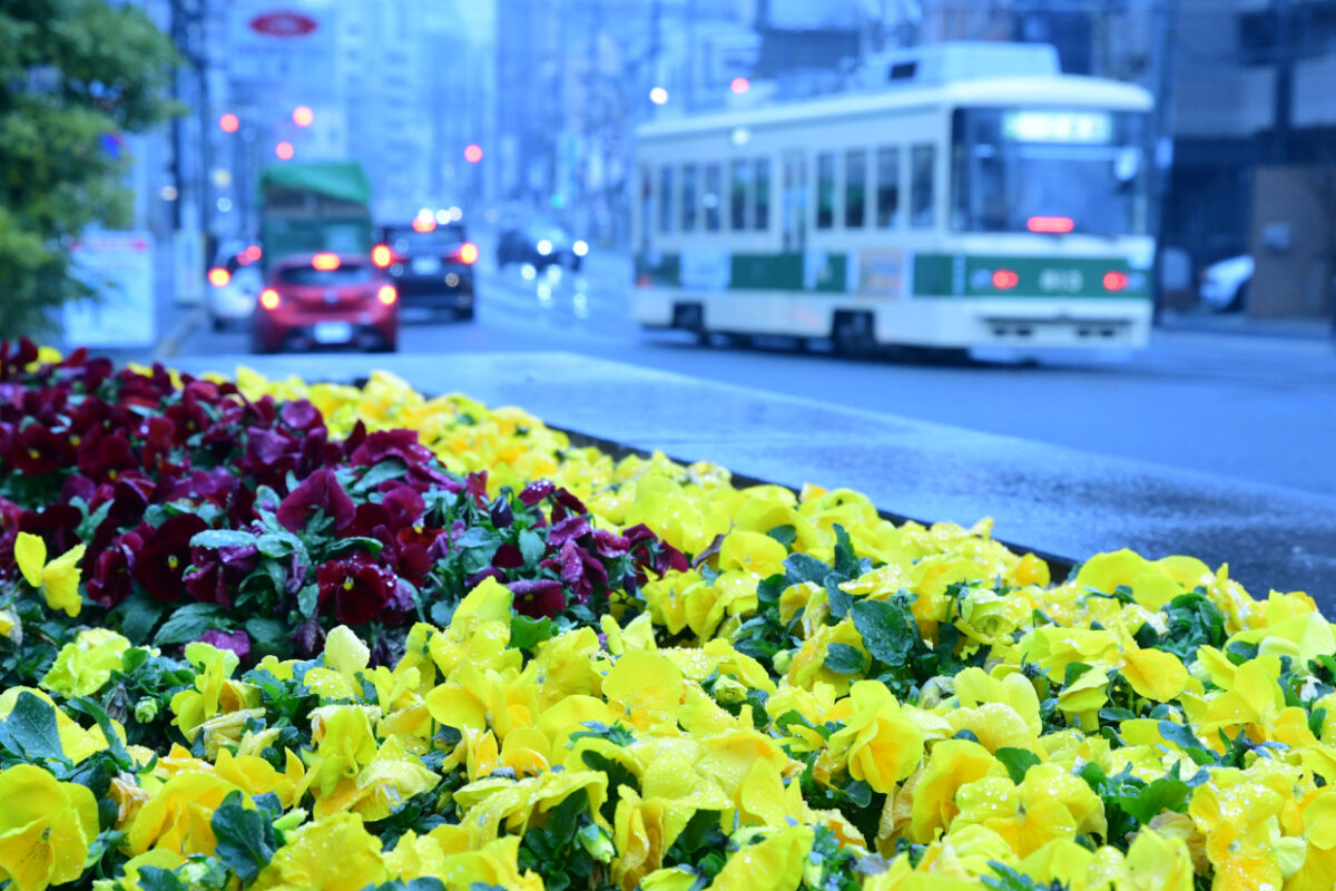花びらに水が滴るパンジーと広電
