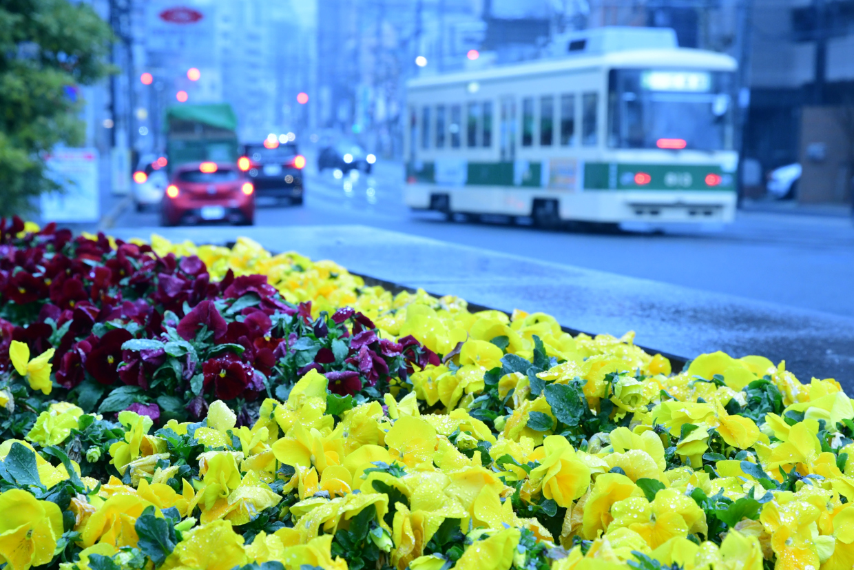 花びらに水が滴るパンジーと広電