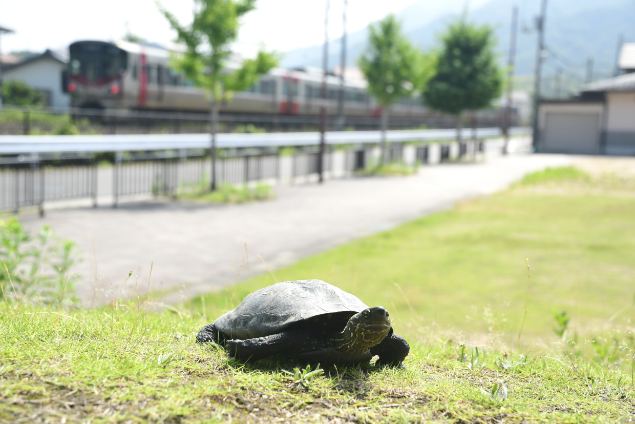 おばあちゃん亀と227系