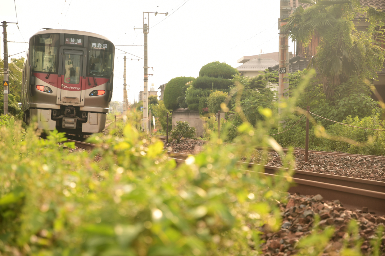 キラキラ光る野草と227系