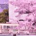 平和公園の桜とひろでん