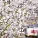 紺屋川筋の桜とやくも