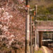 入野駅の桜と２２７系