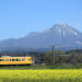 大山と菜の花と電車