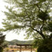 志賀神社の鳥居と芸備線