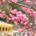 桃の花とキハ５８系